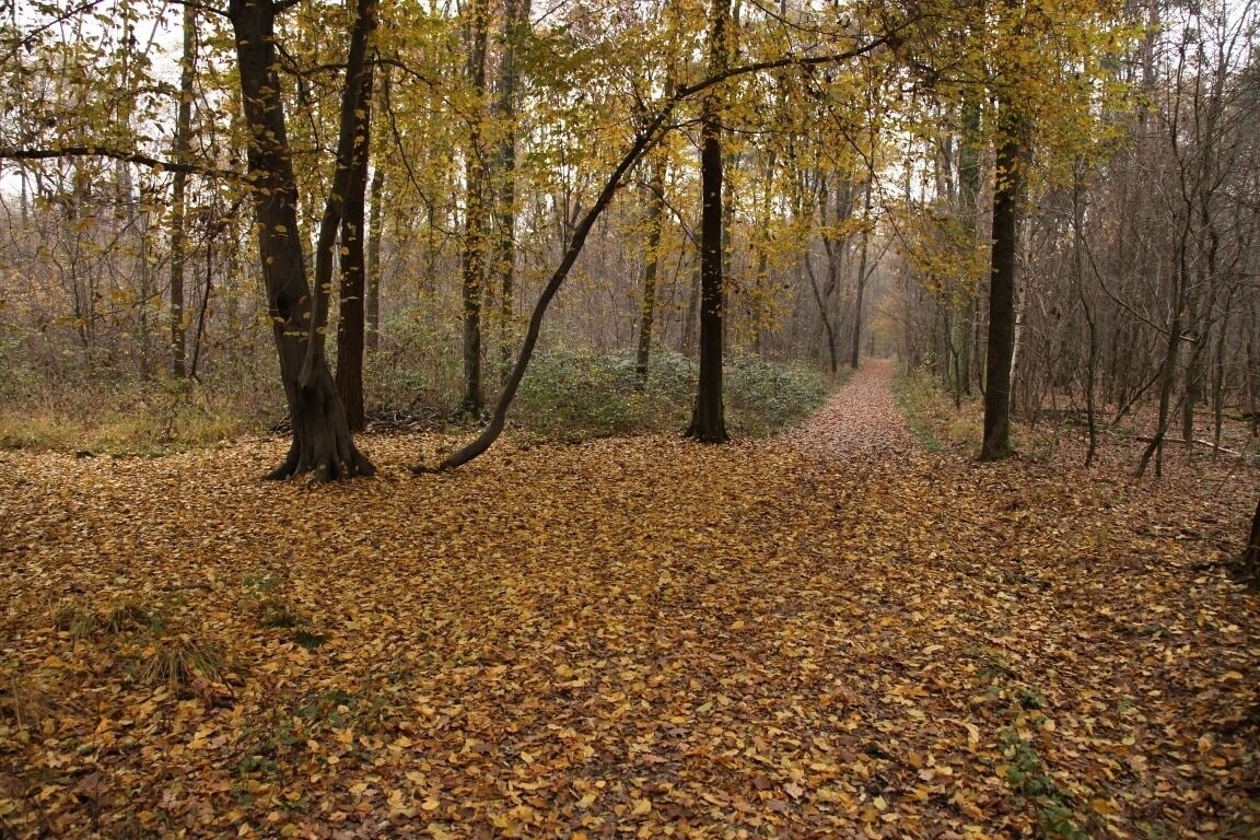 A forest with a path covered in fallen leaves.