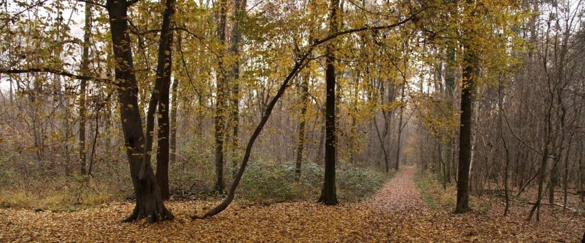 A forest with a path covered in fallen leaves.