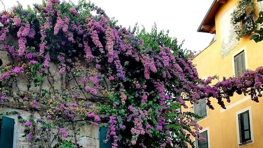 This small city is filled with beautiful flowers and old buildings! It's also right on Lake Garda and surrounded by a beautiful castle! Amazing place to visit! #adventure #italy