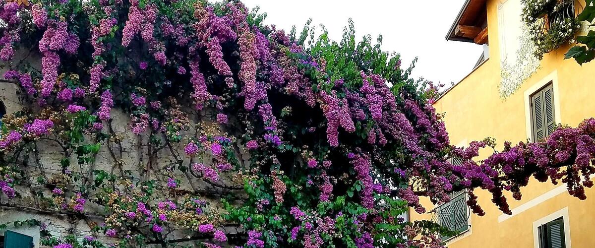 A building with purple flowering vines, a stone wall, and a sign reading "Borgia Cafe".
