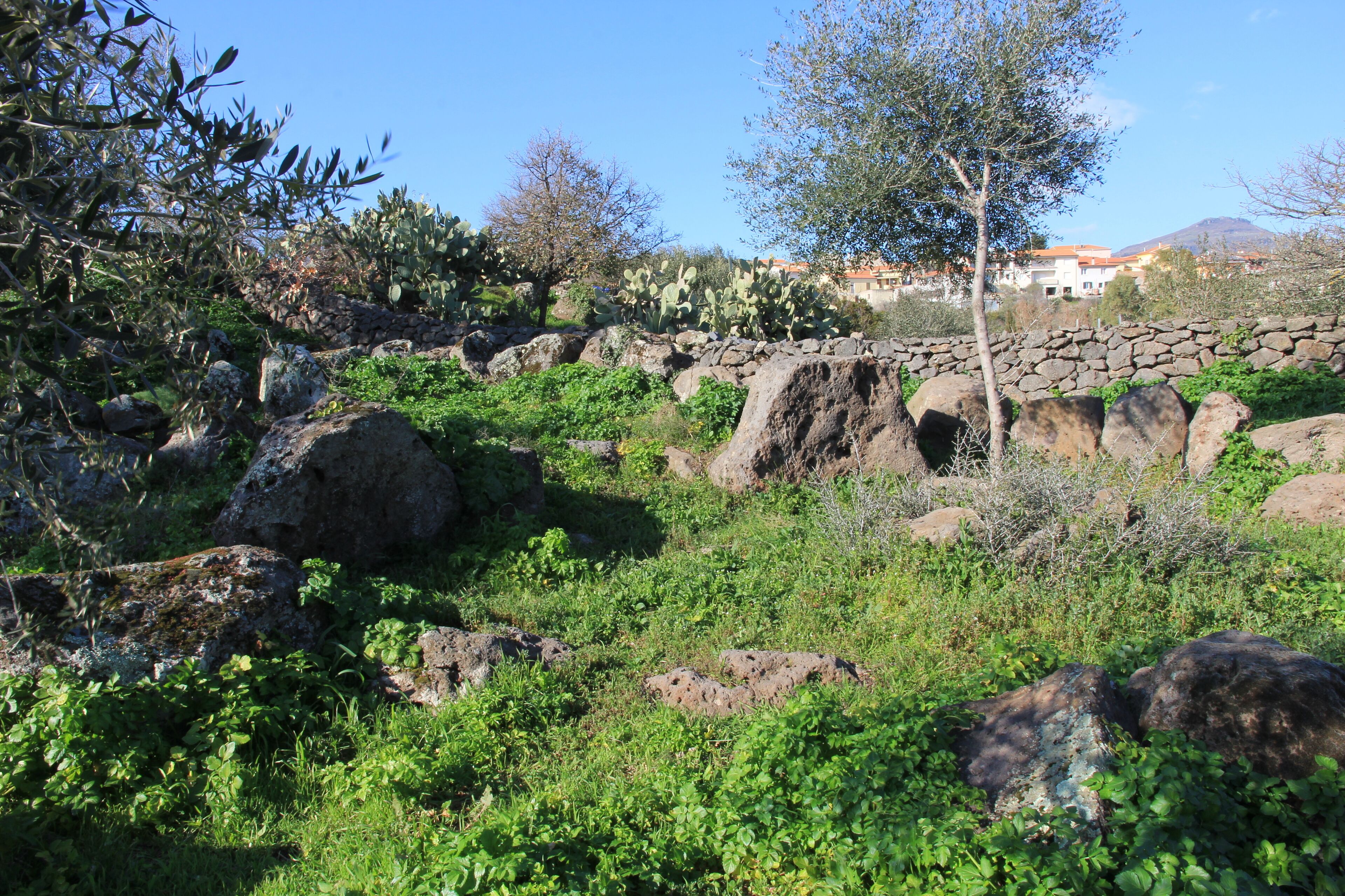 A rocky landscape with cacti and green shrubs.