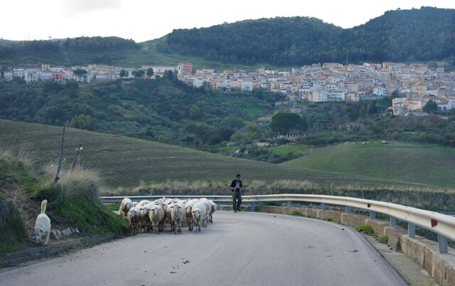 A rural road with a herd of sheep and a shepherd. In the background, there is a town on a hillside.