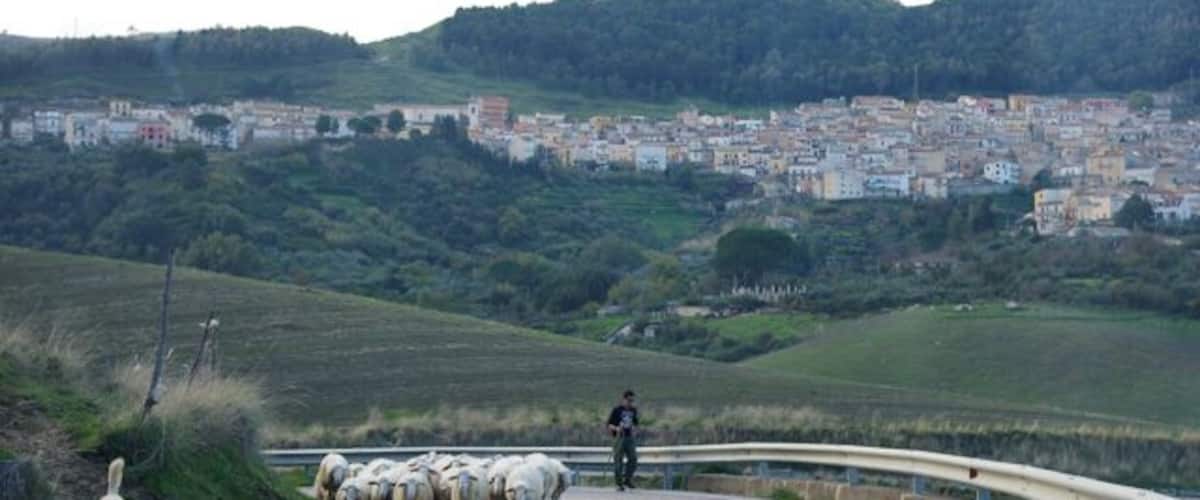 A rural road with a herd of sheep and a shepherd. In the background, there is a town on a hillside.