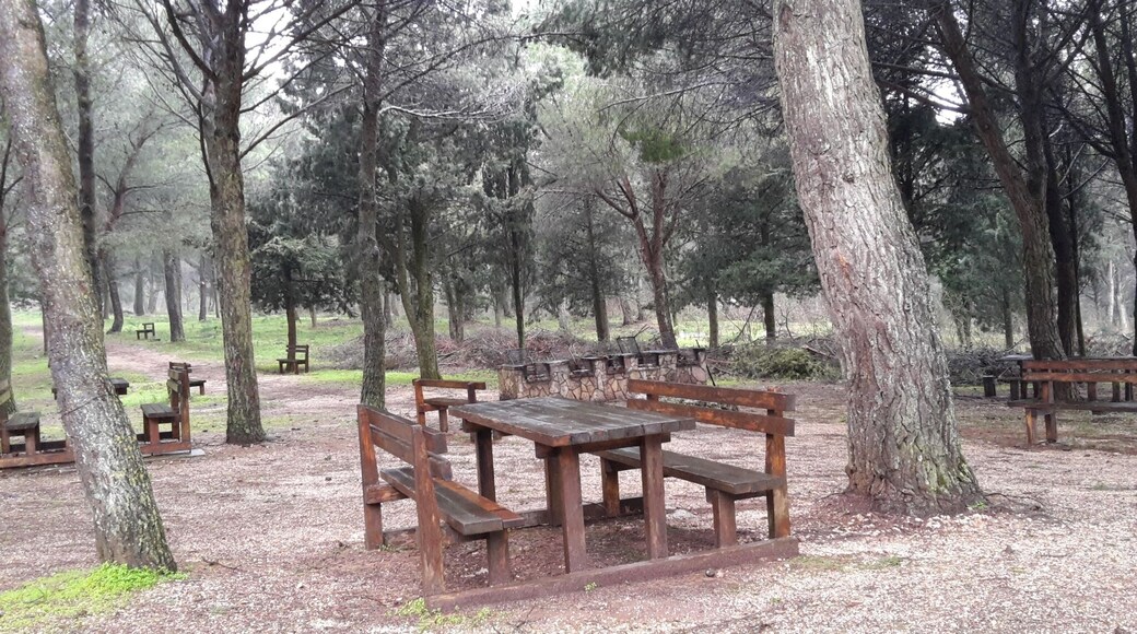 Woods Baronia - Vita Sicily 2