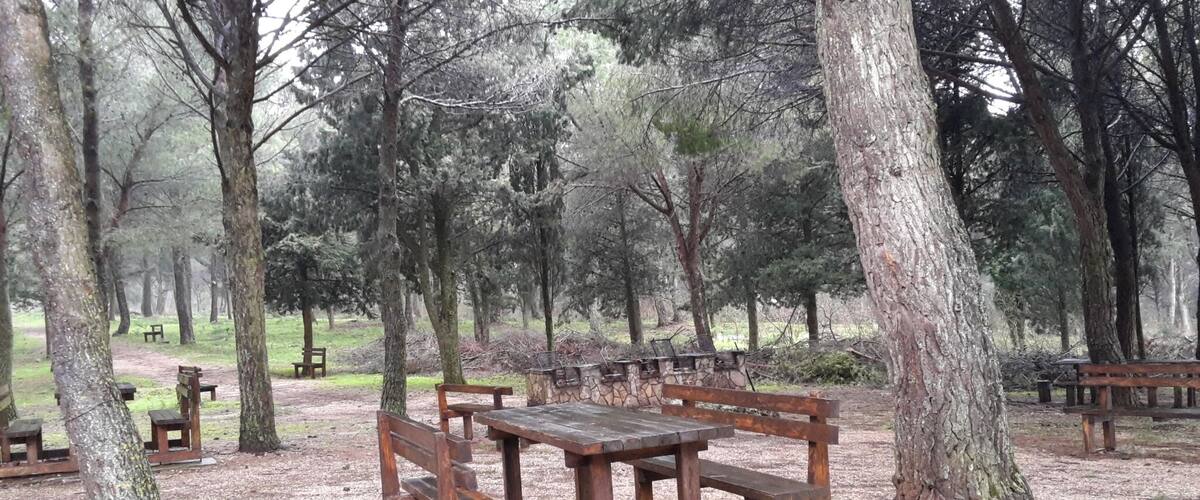 A forested park with wooden picnic tables and benches.
