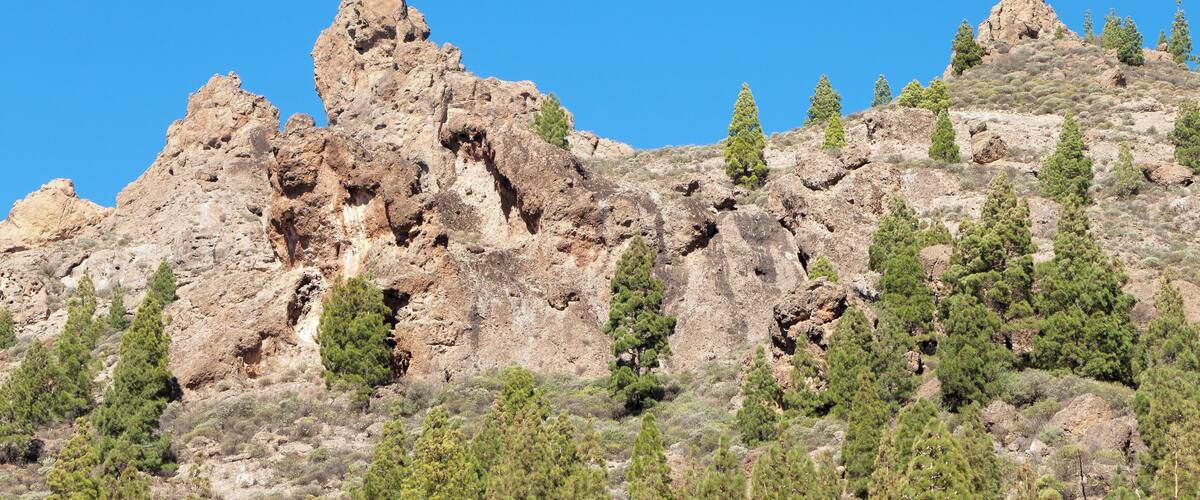 A rocky mountain with prominent peaks and scattered pine trees.