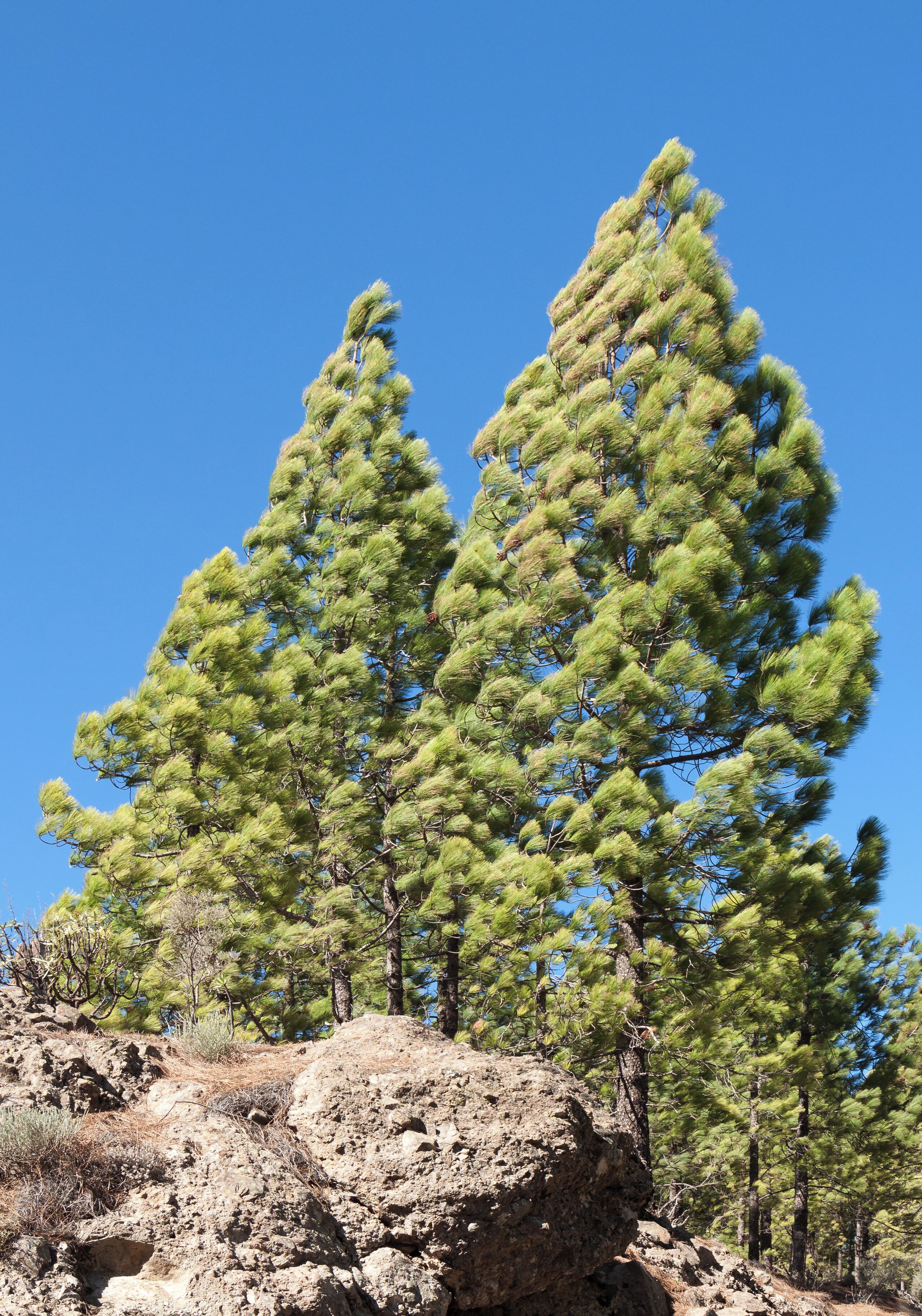 Pinus canariensis C.Sm., Canary Island pine; north of Ayacata, San Bartolomé de Tirajana, Gran Canaria, Canary Islands, Spain.