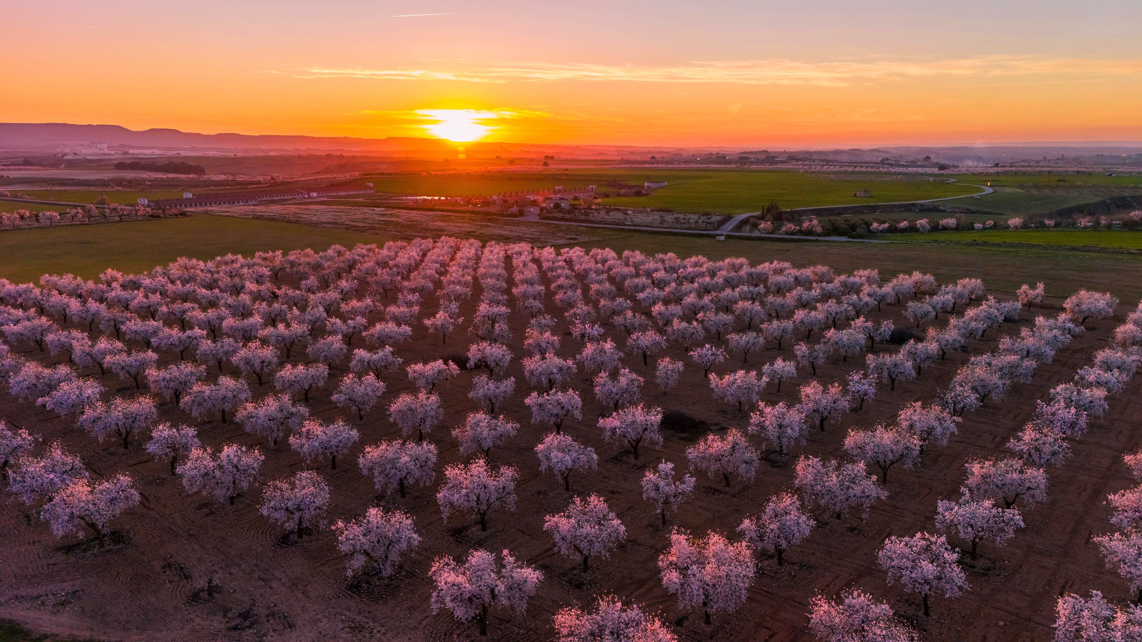 Ein Obstgarten voller blühender Bäume bei Sonnenuntergang.