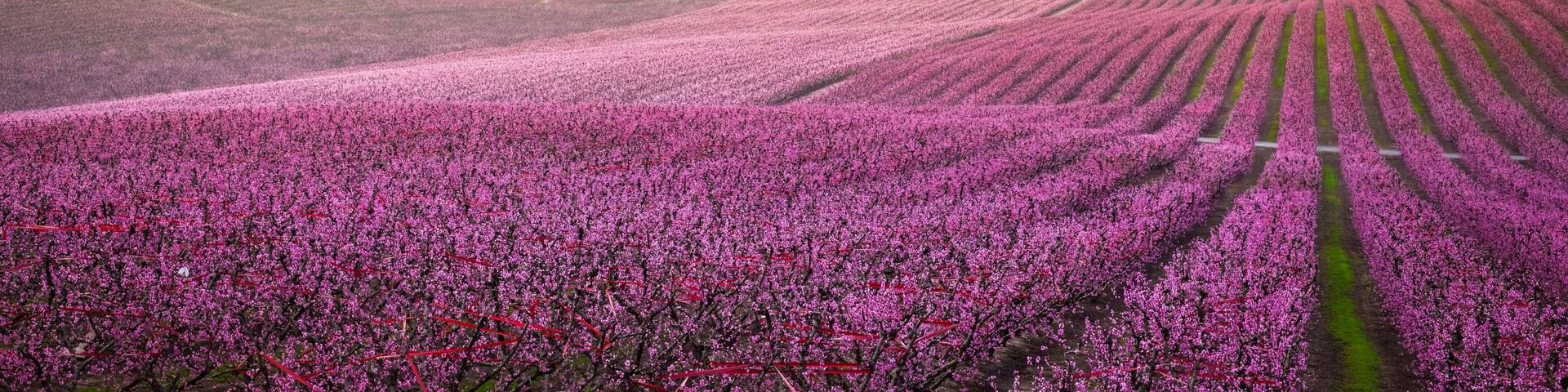A vast lavender field with rows of blooming flowers under a clear sky.