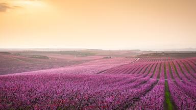 Een uitgestrekt lavendelveld met rijen bloeiende bloemen onder een heldere lucht.