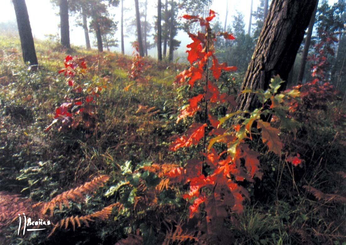 A forest with red autumn leaves and a tree trunk.