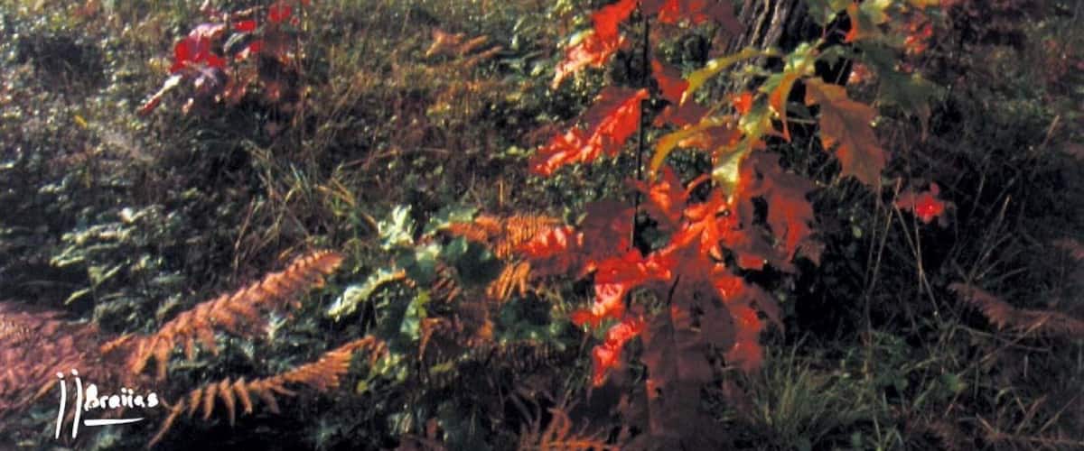 A forest with red autumn leaves and a tree trunk.