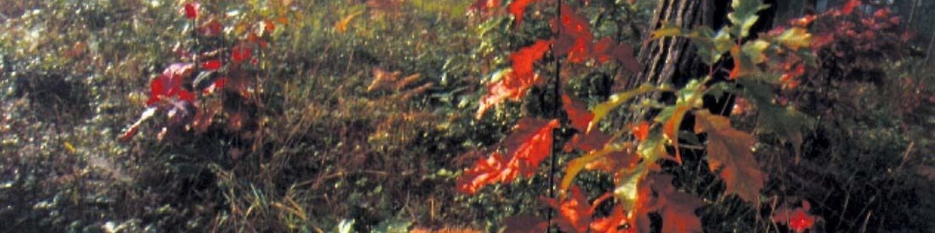 A forest with red autumn leaves and a tree trunk.