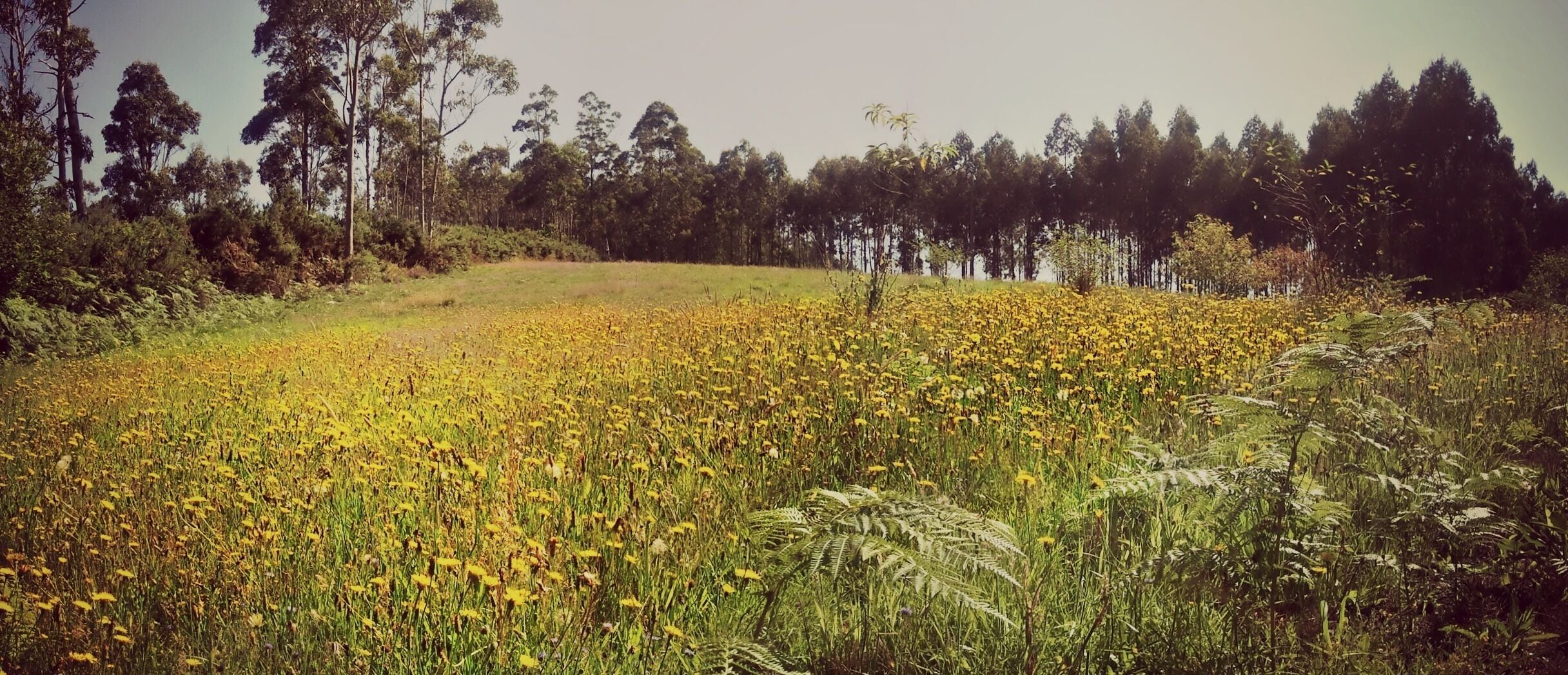Monte de Marraxón, Fene