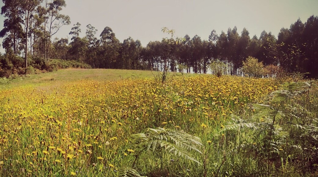 Monte de Marraxón, Fene