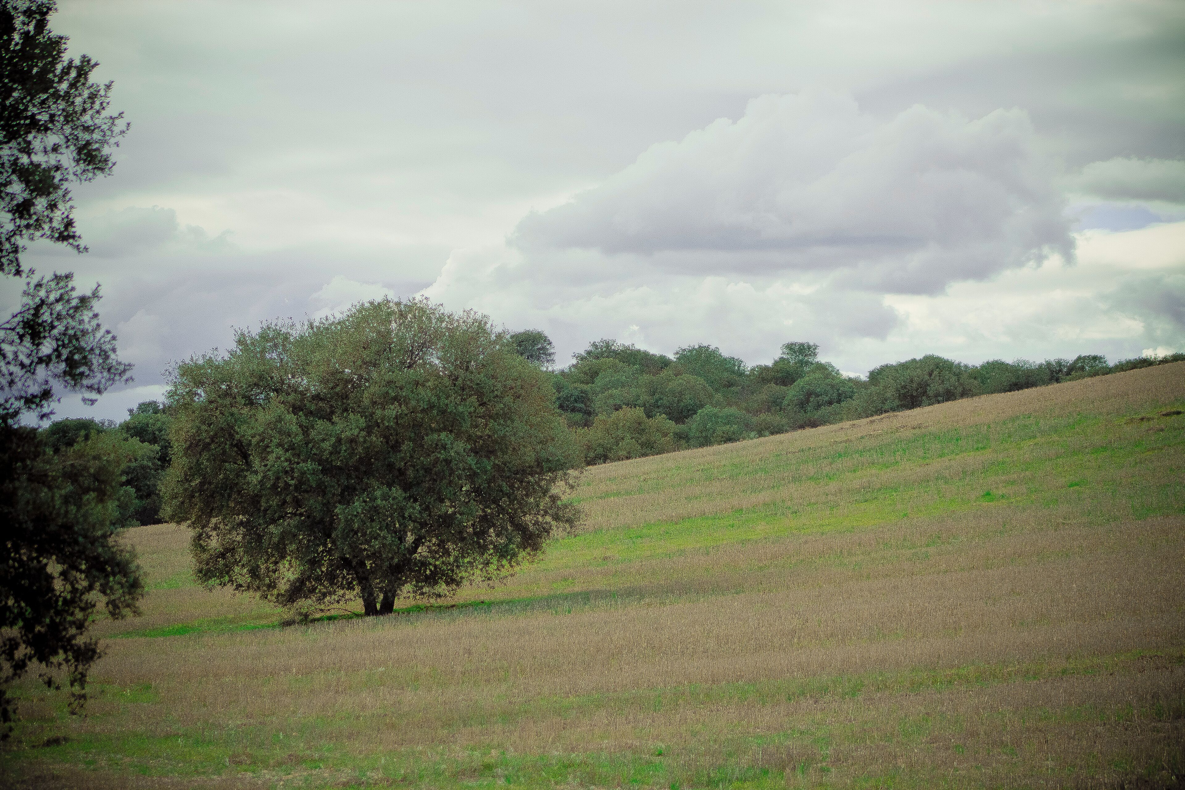 Monte de Batres, en los alrededores de Cotorredondo