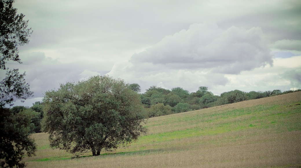 Monte de Batres, en los alrededores de Cotorredondo