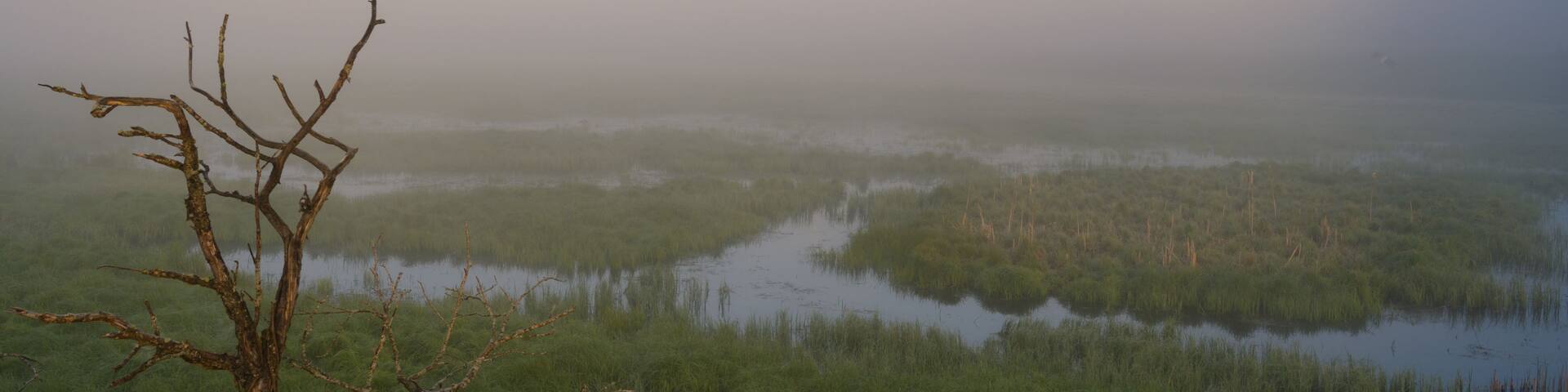 A marshland with a dead tree in the foreground and a distant tower.