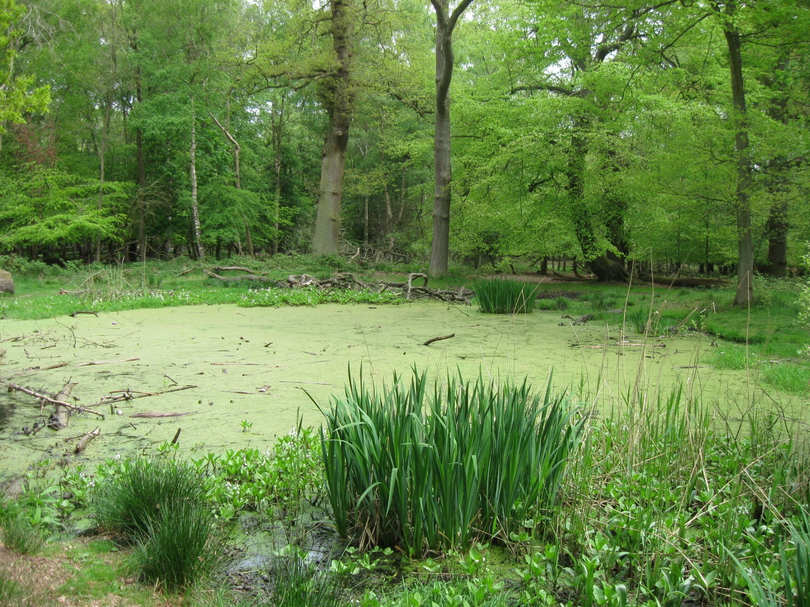The Pond near Ashridge Monument in May -