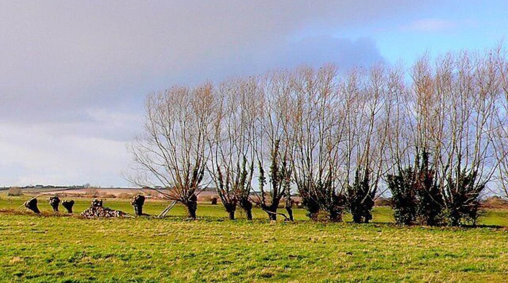 Pollarding Willows on West Sedgemoor These willows are alongside a rhyne at Oath at the eastern end of the moor.