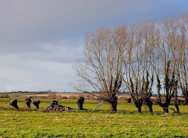 Pollarding Willows at Oath This shows the traditional management of the willow trees that line the rhynes draining the Somereset levels. The trees are pollarded every few years.