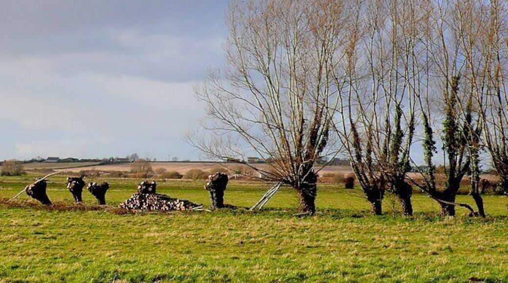 Pollarding Willows at Oath This shows the traditional management of the willow trees that line the rhynes draining the Somereset levels. The trees are pollarded every few years.