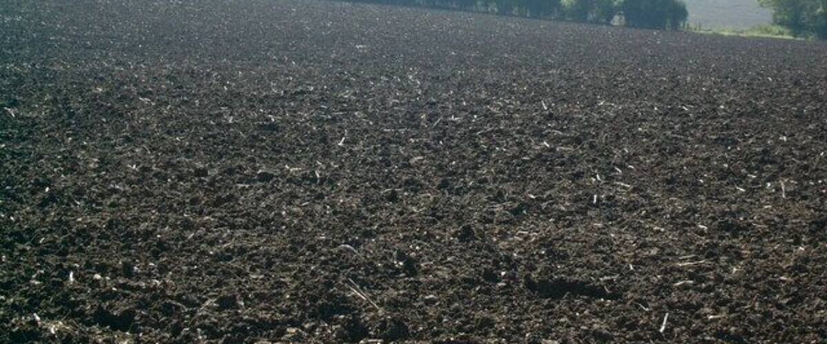 A plowed field with distant trees and a clear sky.