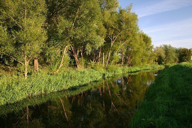 Reflections at Barway The evening light catches the trees on the eastern bank of Soham Lode, just north of the village of Barway.