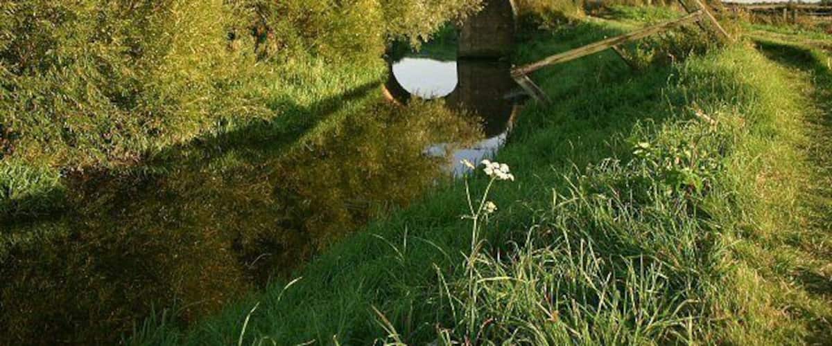 A narrow water channel with dense vegetation on one side and a wooden structure on the other.