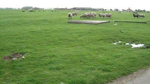 Hill Farm Sheep. These sheep belong to Hill Farm which can be seen in the background. The lane abruptly ends just after this point with a private road continuing to the farm and a track leading to Battlesden.