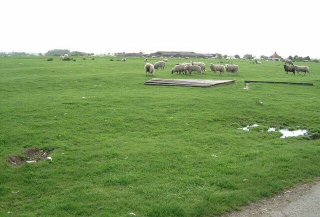 A green field with sheep grazing and a wooden structure.
