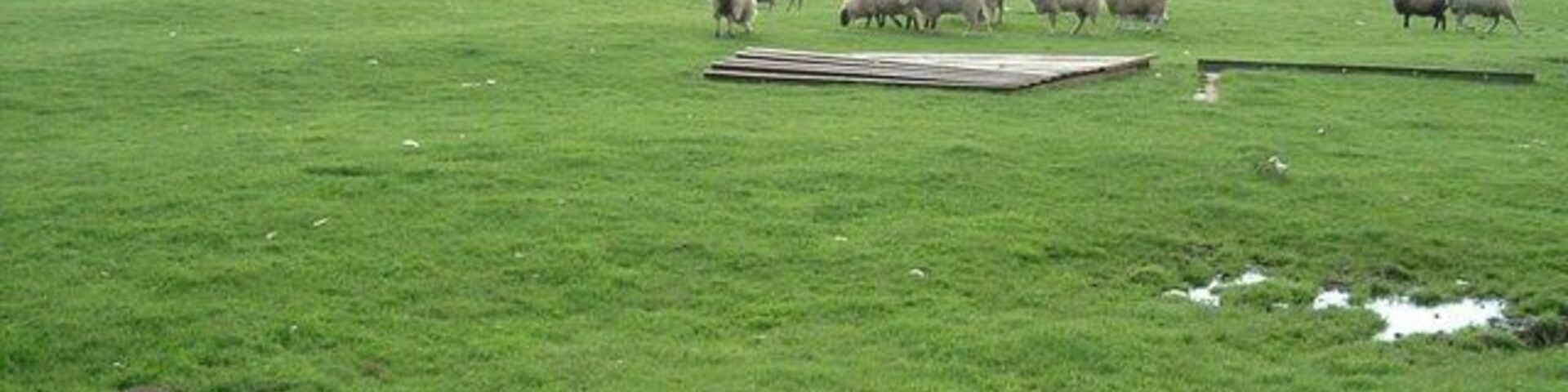 A green field with sheep grazing and a wooden structure.