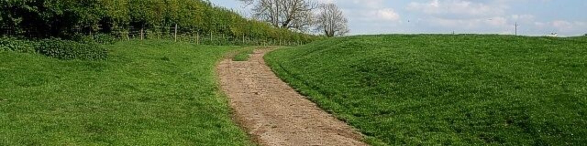 Un sendero de tierra serpenteando por un campo verde con un árbol a lo lejos.