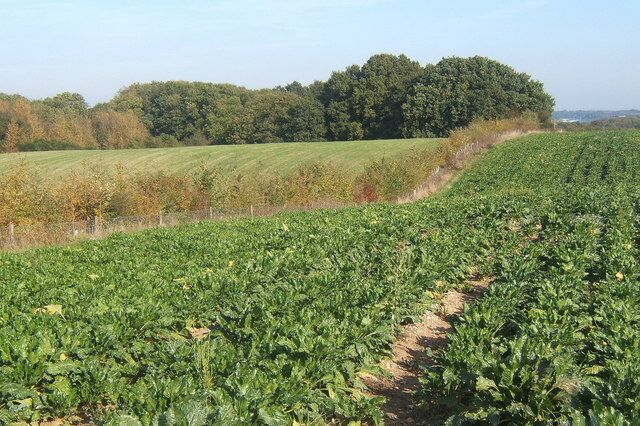 Beet field south of Alder Carr