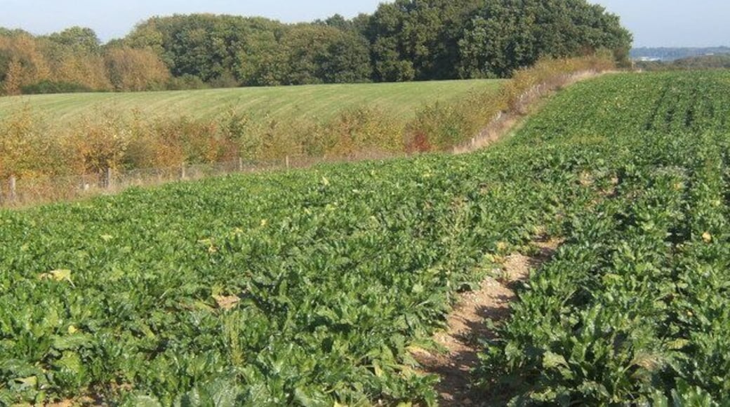 Beet field south of Alder Carr