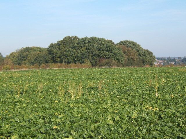 Field of beet towards woodland at Alder Carr There is a network of footpaths across the fields in this area.