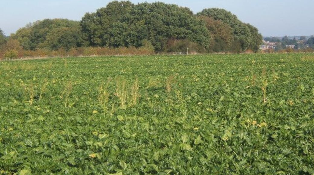 Field of beet towards woodland at Alder Carr There is a network of footpaths across the fields in this area.
