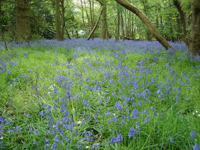 A carpet of bluebells