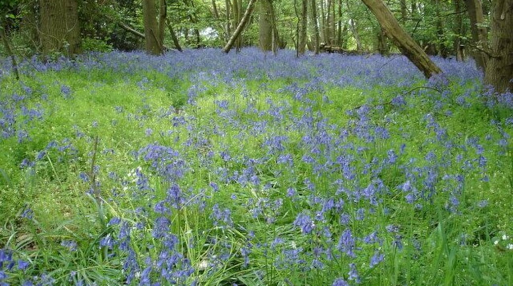 A carpet of bluebells