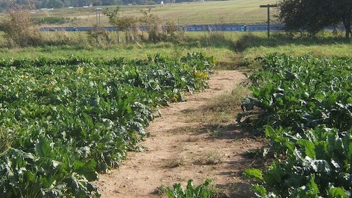 Field of beet with train in the distance Beyond the railway in the next square is Pannington Hall, well known these days as "Jimmy's Farm" in the television series.