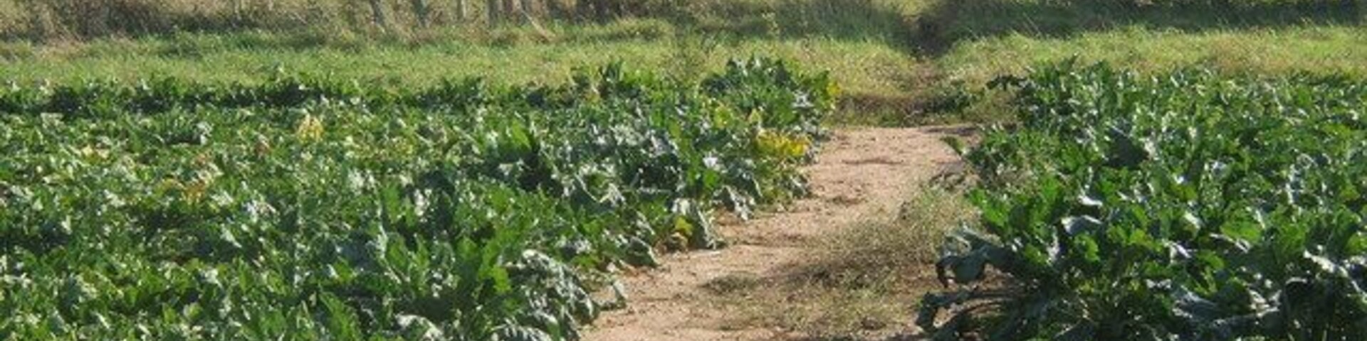 Field of beet with train in the distance Beyond the railway in the next square is Pannington Hall, well known these days as "Jimmy's Farm" in the television series.