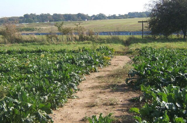 A dirt path through a field of green crops.