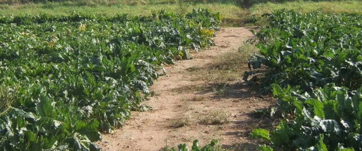 A dirt path through a field of green crops.