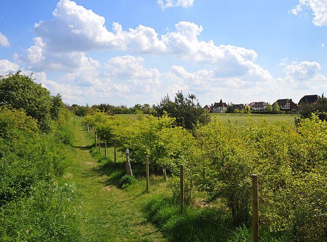 A vineyard with rows of grapevines, a grassy path, and houses in the background.