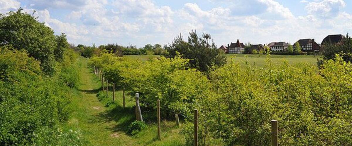 A vineyard with rows of grapevines, a grassy path, and houses in the background.
