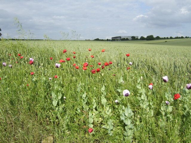 Poppies and wheat, near to Bletsoe, Bedfordshire, Great Britain. By the entrance to the Thurleigh Airfield Business Park. One of the hangars can be seen in the distance.