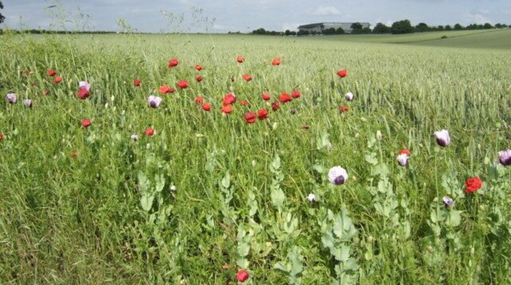 Poppies and wheat, near to Bletsoe, Bedfordshire, Great Britain. By the entrance to the Thurleigh Airfield Business Park. One of the hangars can be seen in the distance.