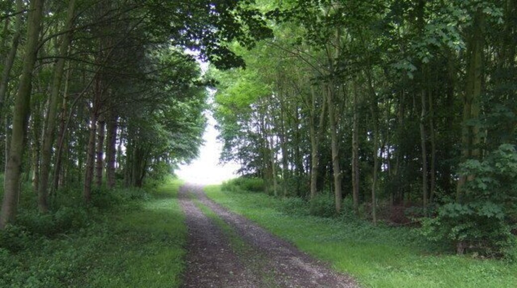 Track through woodland at Bourne End, Bedfordshire