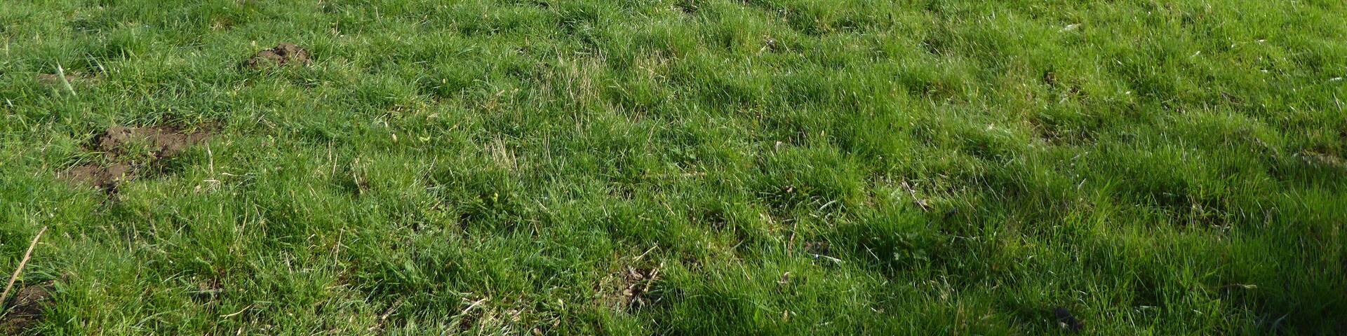 Bozeat Meadow is a biological Site of Special Scientific Interest south of Wellingborough in Northamptonshire.