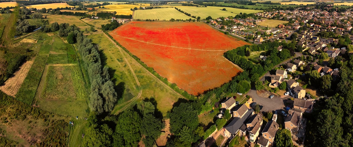 An aerial view of poppies in bloom in a field near Ipswich, UK